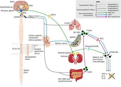 Selective Vagus Nerve Stimulation as a Therapeutic Approach for the Treatment of ARDS: A Rationale for Neuro-Immunomodulation in COVID-19 Disease